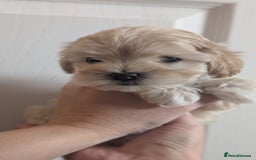 Maltipoo dogs for sale: Petite Maltipoos fully genetic health tested  - Image 18