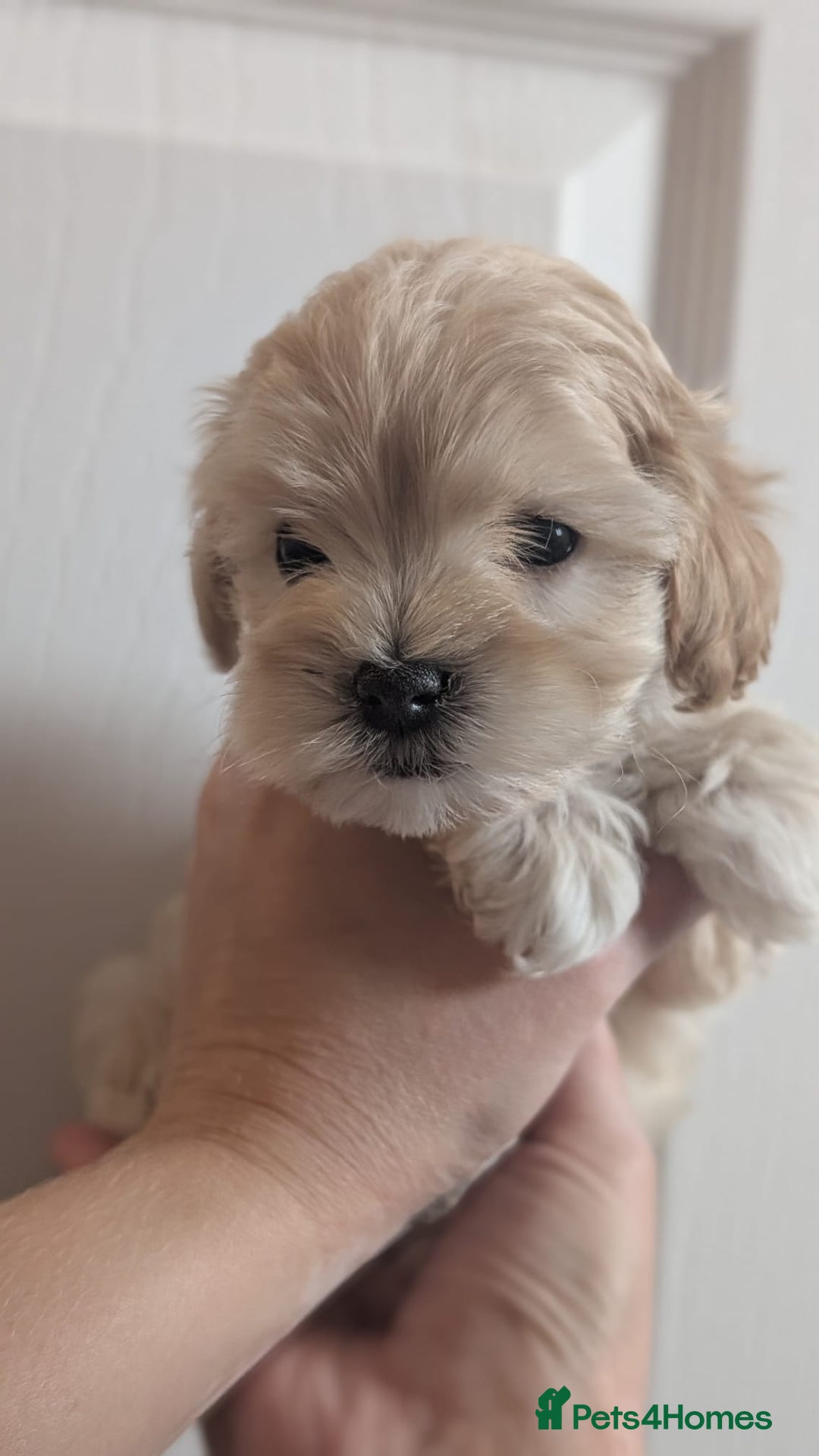 Maltipoo dogs for sale: Petite Maltipoos fully genetic health tested  - Image 18