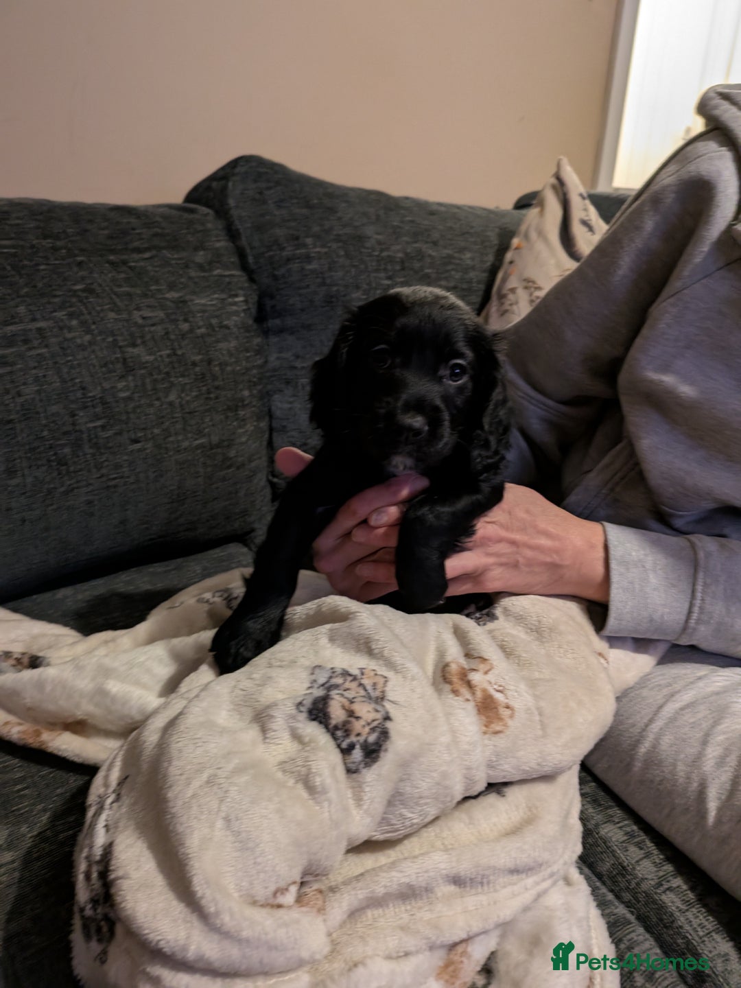 Cocker Spaniel dogs for sale: Beautiful cocker spaniel pups - Image 6