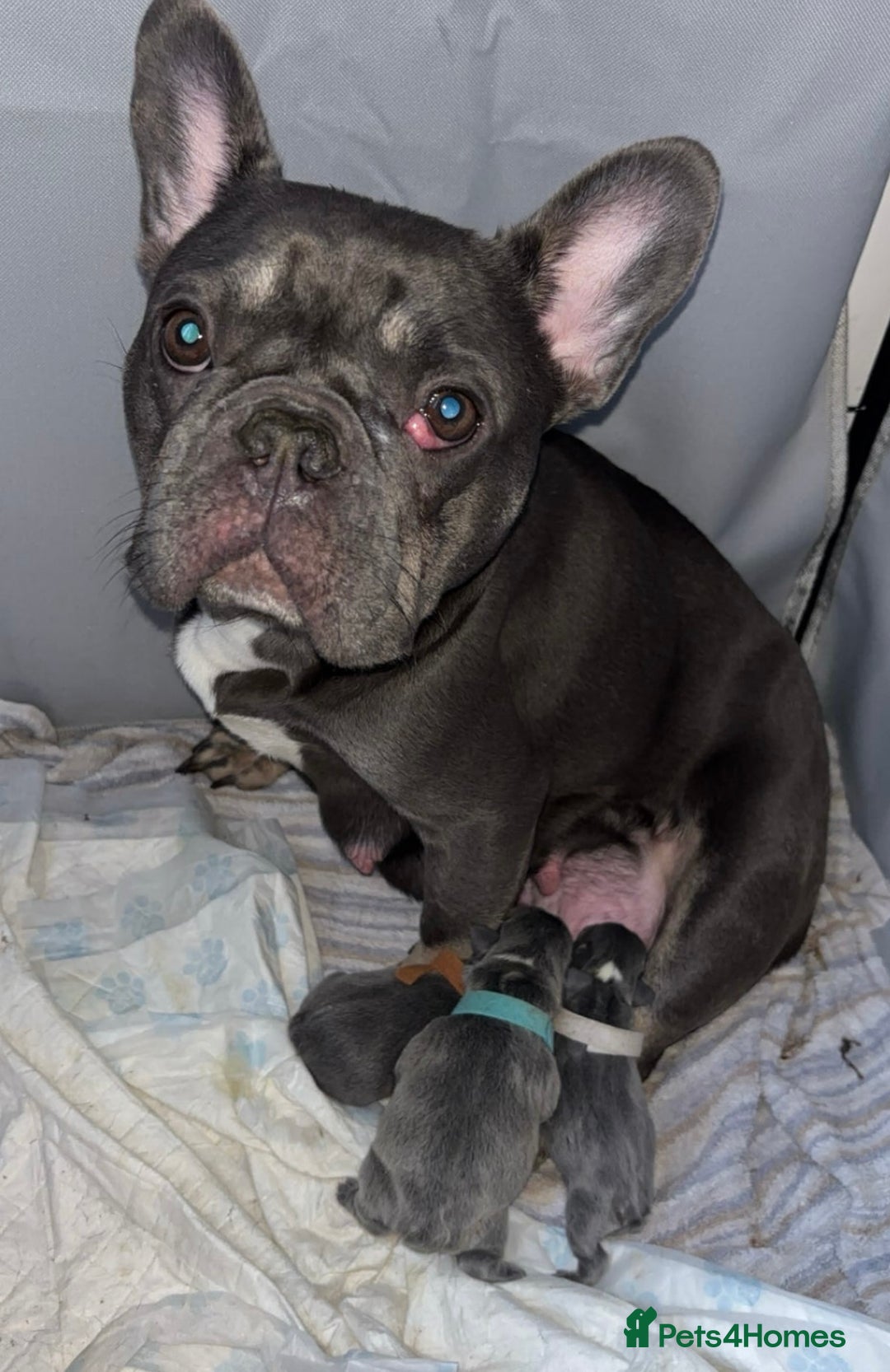 French Bulldog dogs for sale: French Bulldog Puppy (Female) - Advert 7