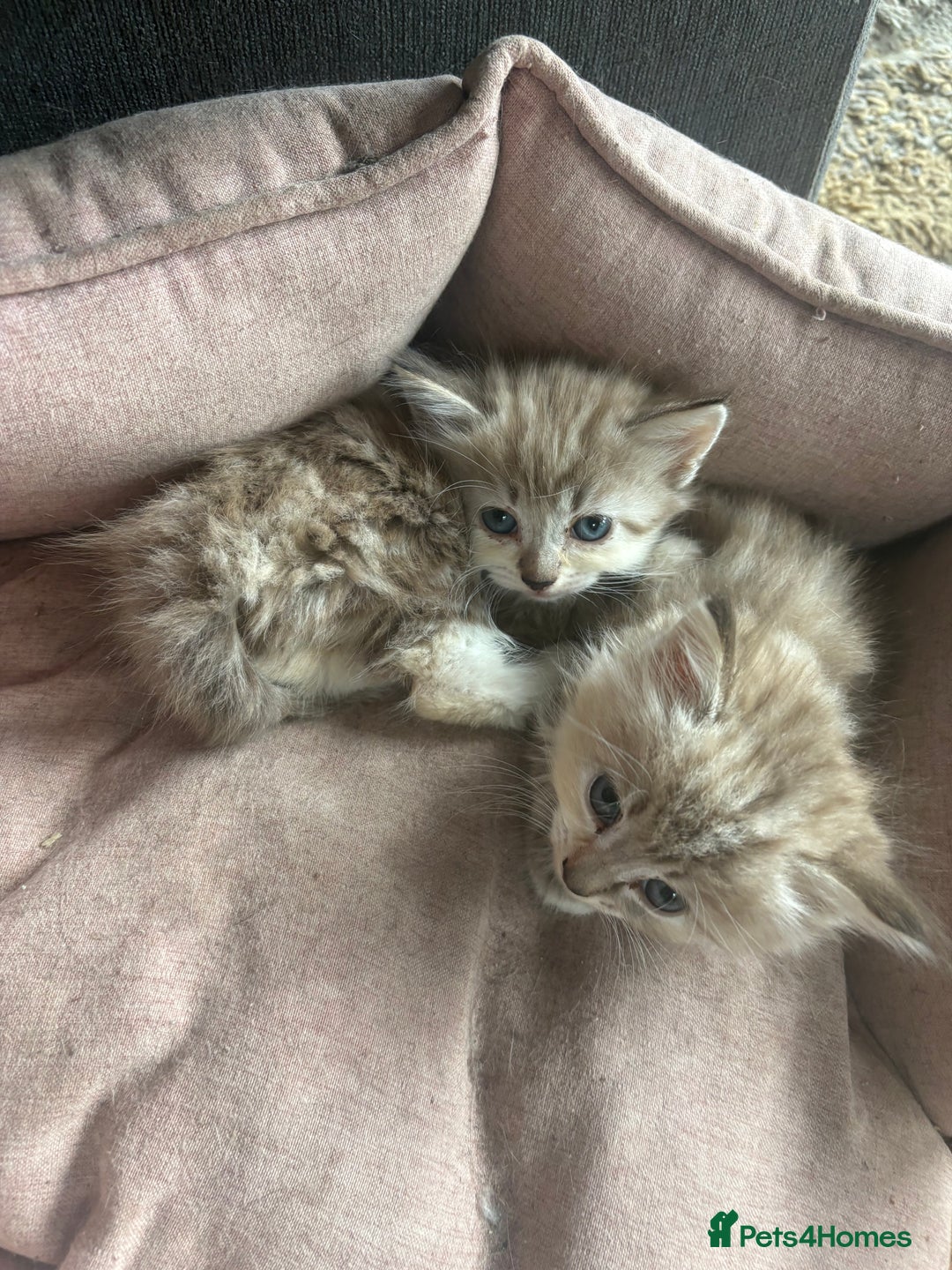 Mixed Breed cats for sale: 7 beautiful kittens mixed colours  - Advert 6