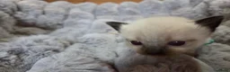 Ragdoll cats for sale: 4 Beautiful Ragdoll kittens, 2 Seal, 2 Lilac - Advert 32