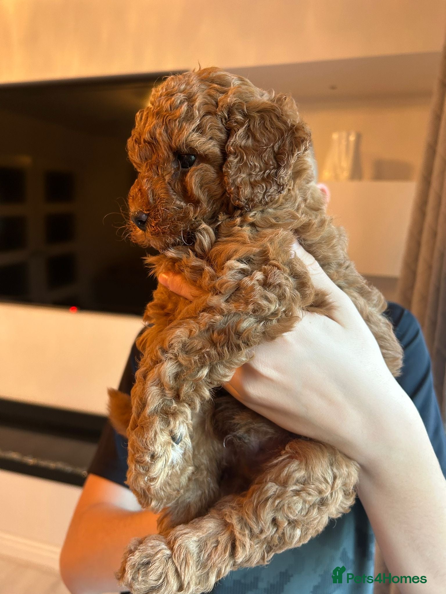 Cavapoo dogs Adorable red F1B Cavapoo Boy - Advert 14