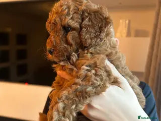 Cavapoo dogs Adorable red F1B Cavapoo Boy - Advert 14