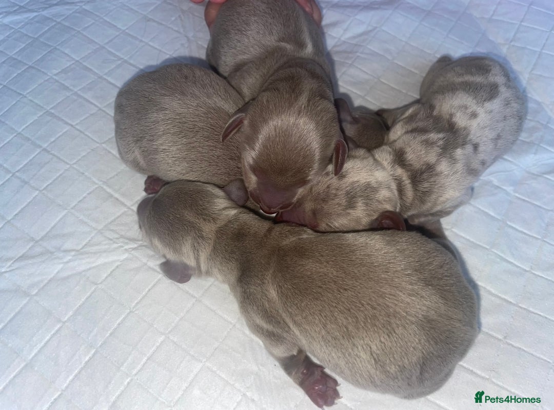 Miniature Dachshund dogs for sale: Miniature dachshund puppy’s  - Advert 5