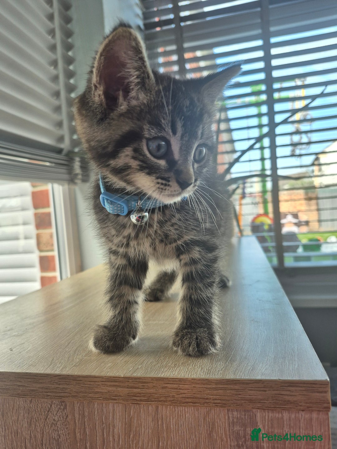 Mixed Breed cats for sale: 2 Kittens  - Image 2