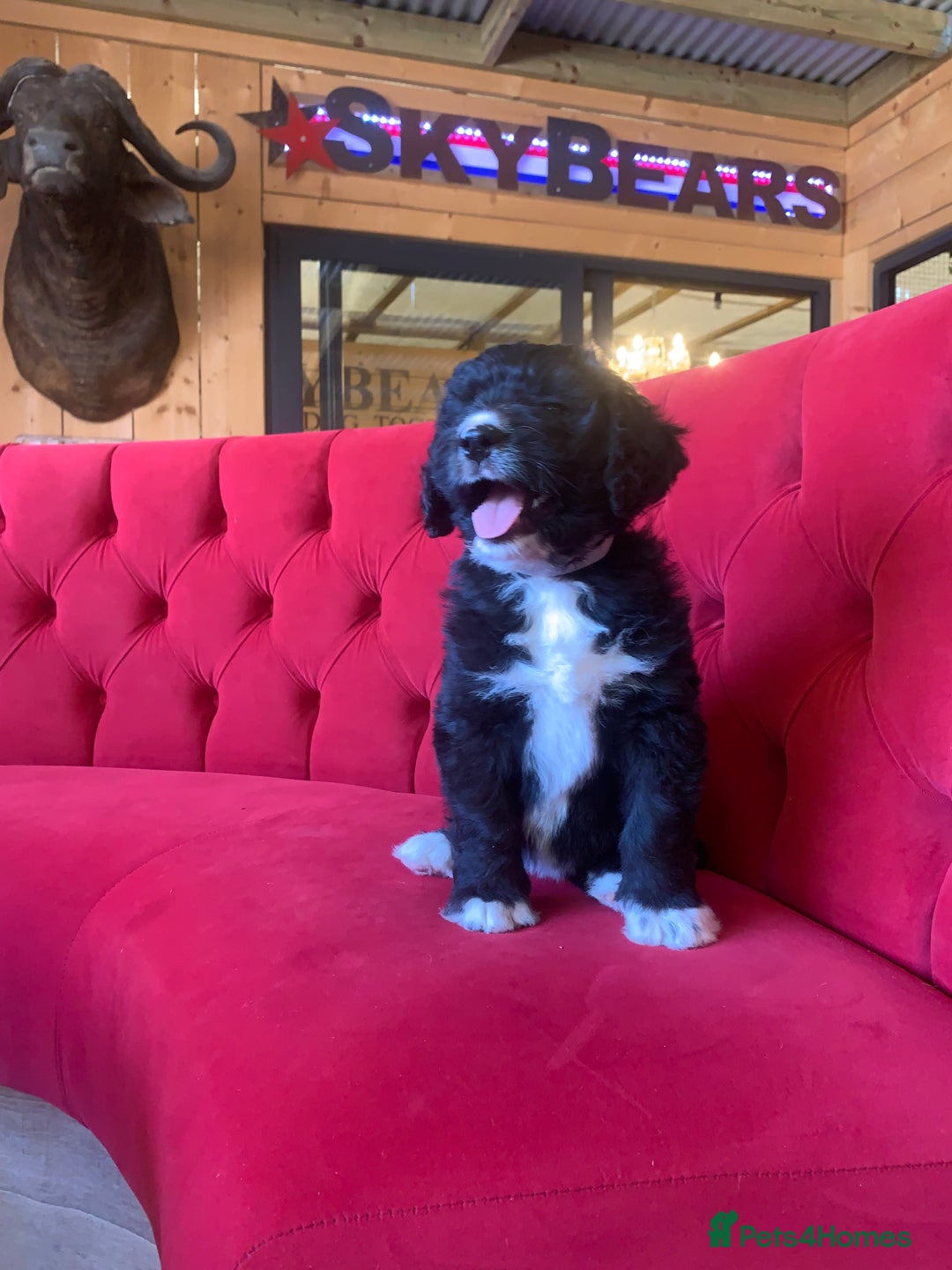 Bernedoodle dogs for sale: One Standard Size Bernedoodle Girl - Image 2