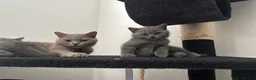 British Shorthair cats for sale: Brithis short hair  - Advert 4