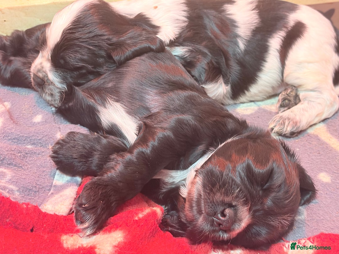 Sprocker dogs for sale:  Sprocker Spaniel puppies for sale - Advert 8