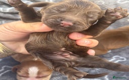 Cocker Spaniel dogs for sale: Show cocker spanials - Image 7