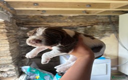 Sprocker dogs for sale: Sprocker spaniel puppies - Image 6