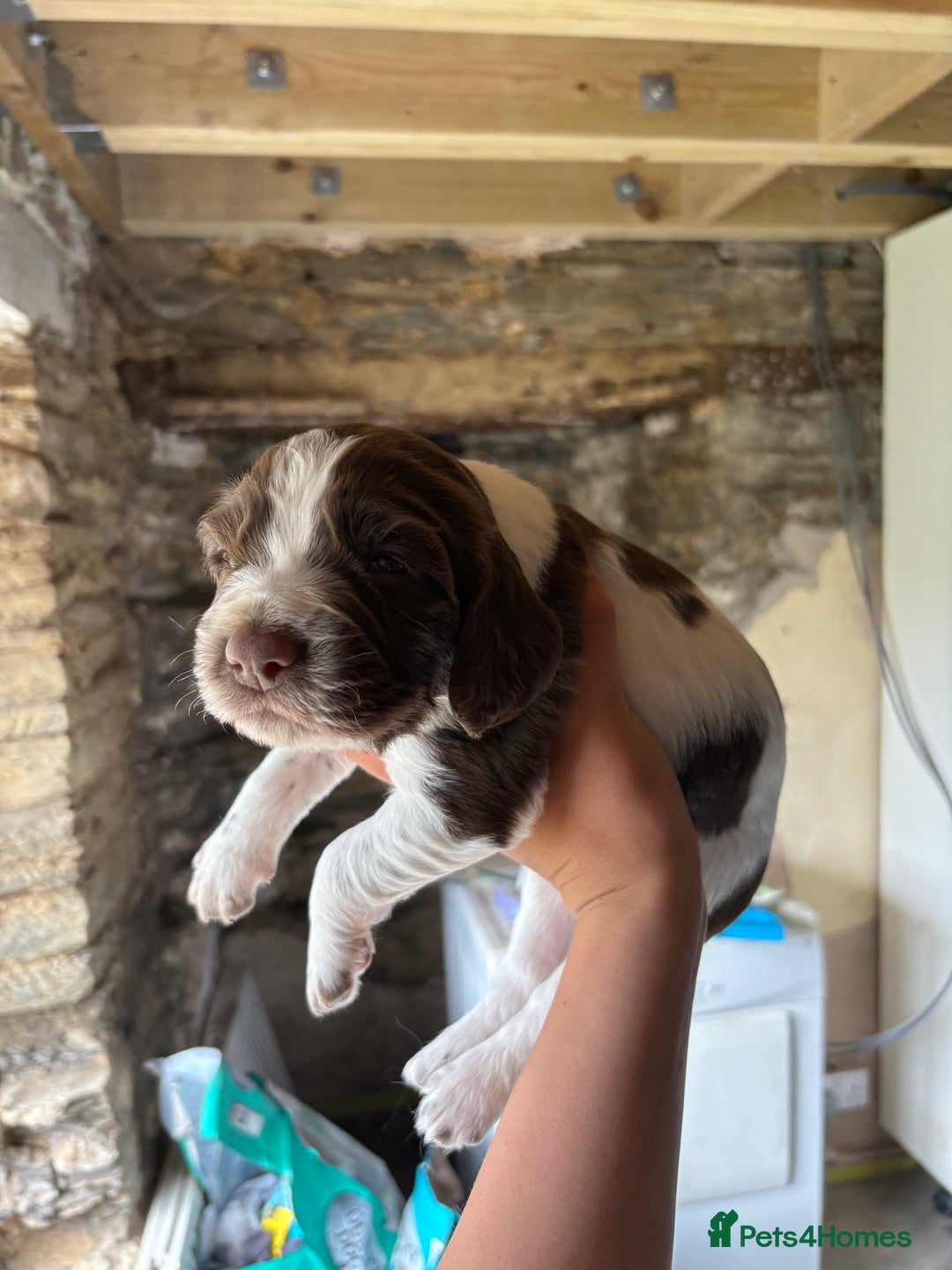 Sprocker dogs for sale: Sprocker spaniel puppies - Image 6
