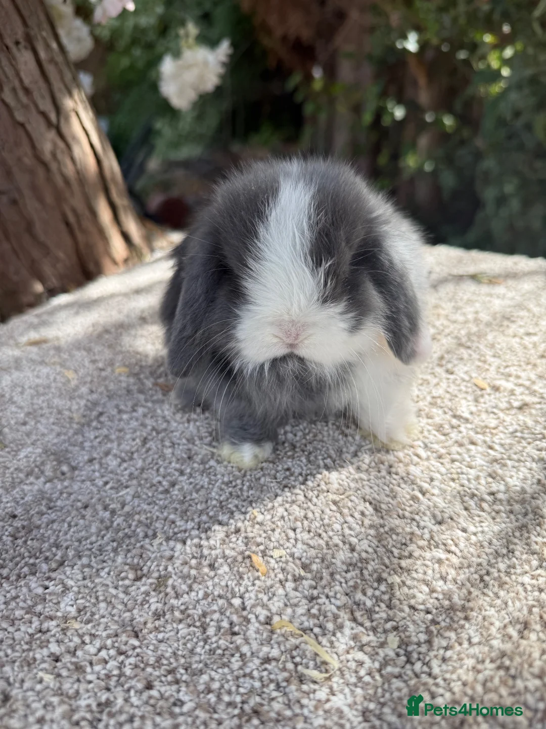 Mini Lop rabbits for sale: Hobby breeder of pure bred mini lops  - Advert 1