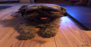 Shih Tzu dogs in Bishop's Stortford - Advert 6