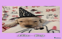 Goldador dogs for sale: Goldador puppies - Image 21