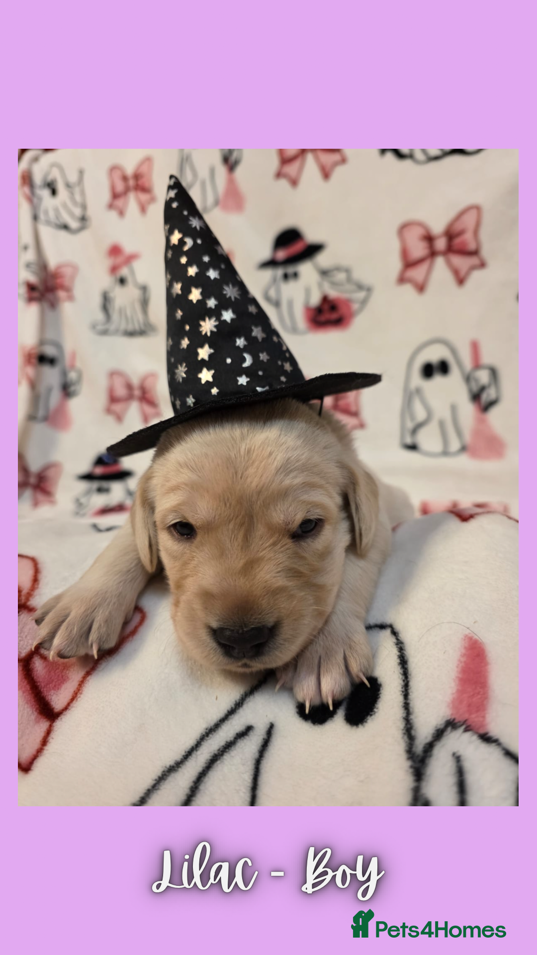 Goldador dogs for sale: Goldador puppies - Image 21