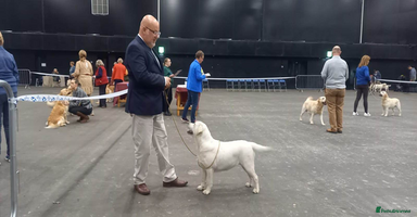 Labrador Retriever dogs - Advert 8