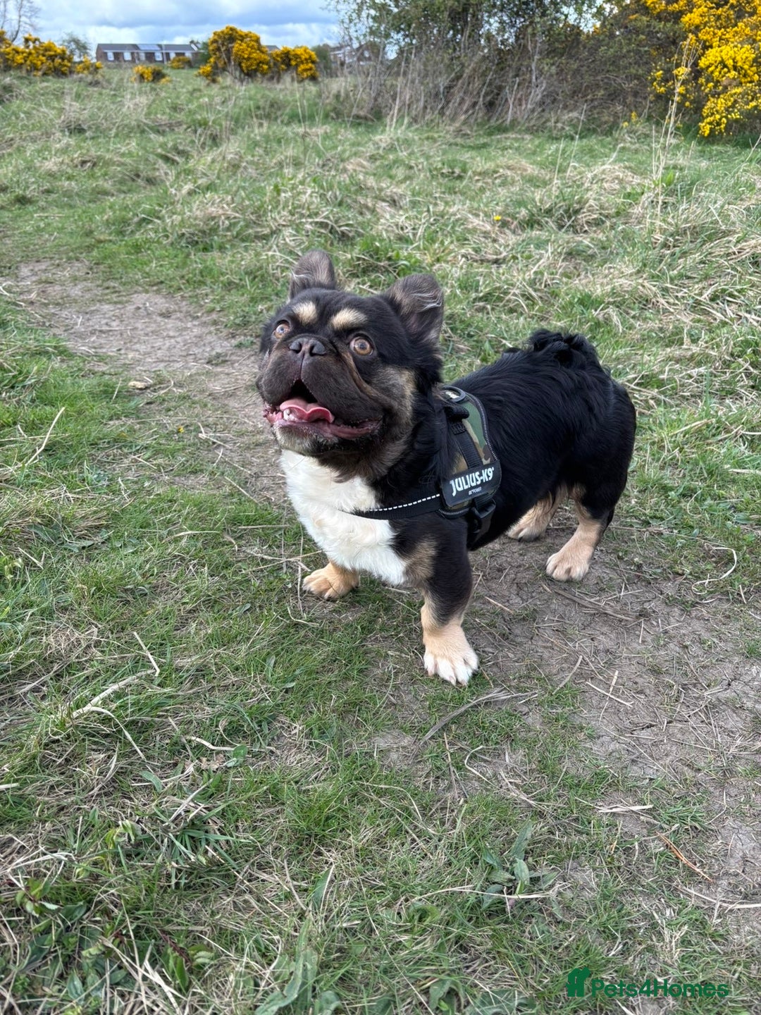 French Bulldog dogs for sale: Fluffy frenchi  - Advert 10