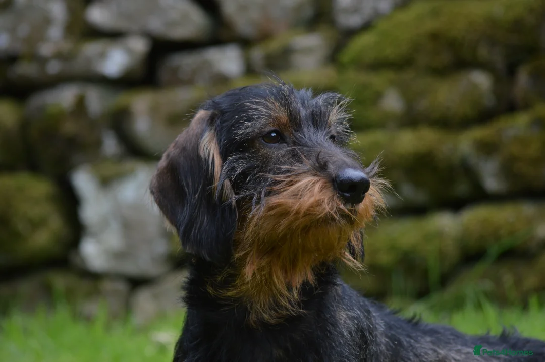 Dachshund dogs for stud: CHAMPION LINES 0% COI WIREHAIRED DACHSHUND STUD  in Stockton-on-Tees - Advert 16