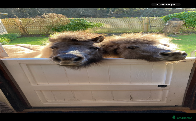 Miniature horses - Advert 1