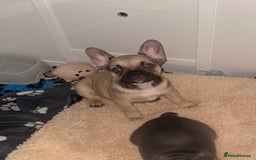 French Bulldog dogs for sale: Last Beautiful French bulldog puppy ready now! - Advert 5
