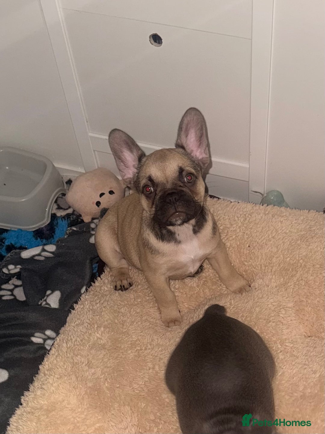 French Bulldog dogs for sale: Last Beautiful French bulldog puppy ready now! - Advert 5