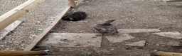Ducks poultry for sale: Female runner ducks in Taunton - Advert 8