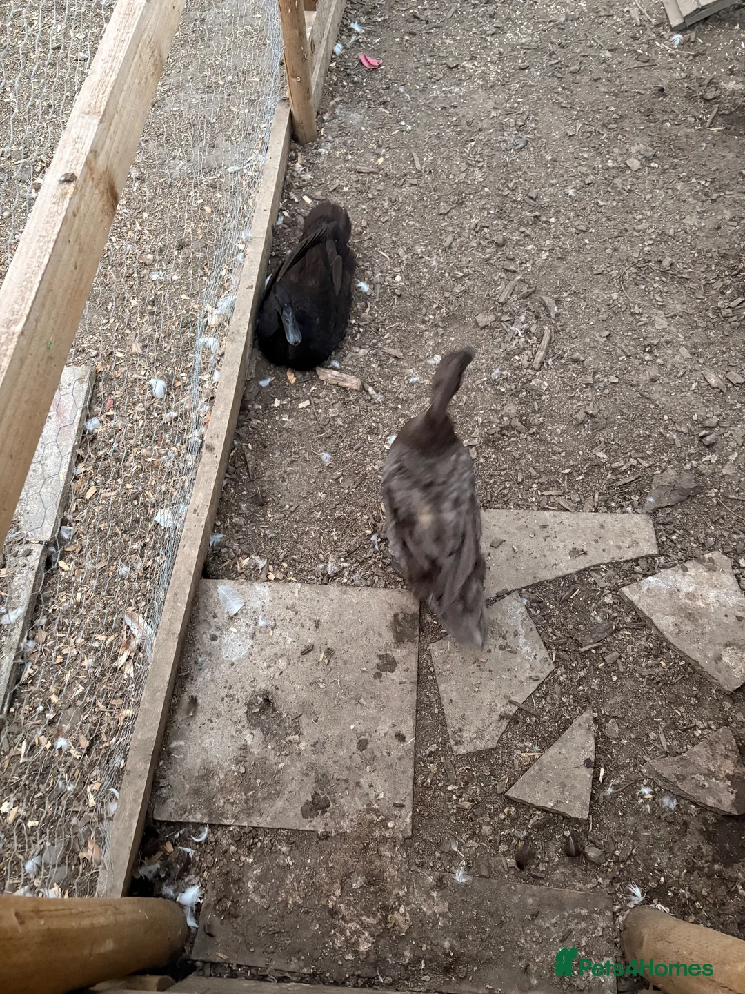 Ducks poultry for sale: Female runner ducks in Taunton - Advert 8