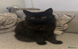 British Shorthair cats for sale: 2 male kittens - Image 2
