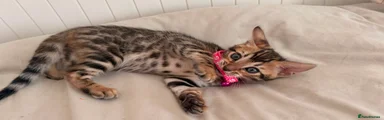 Bengal 3