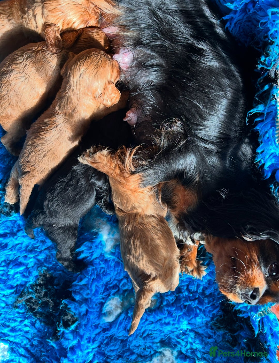 Cavapoo dogs for sale: Gorgeous Cavapoo Darlings  - Advert 7