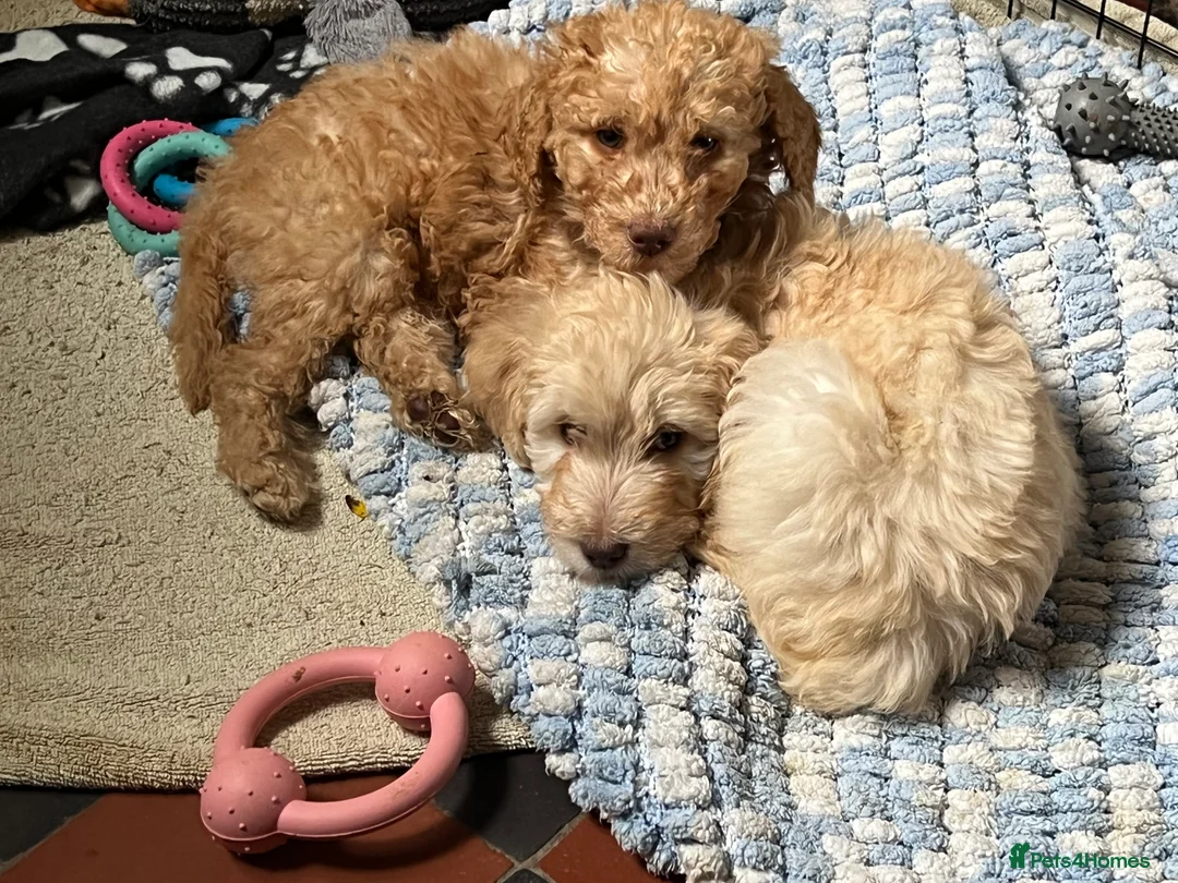 Labradoodle dogs for stud: Chocolate Standard Labradoodle Multigenerational  in Matlock - Advert 29