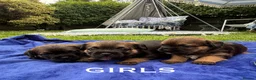 Border Terrier dogs for sale: Kc registered border terriers  in Maidstone - Advert 2