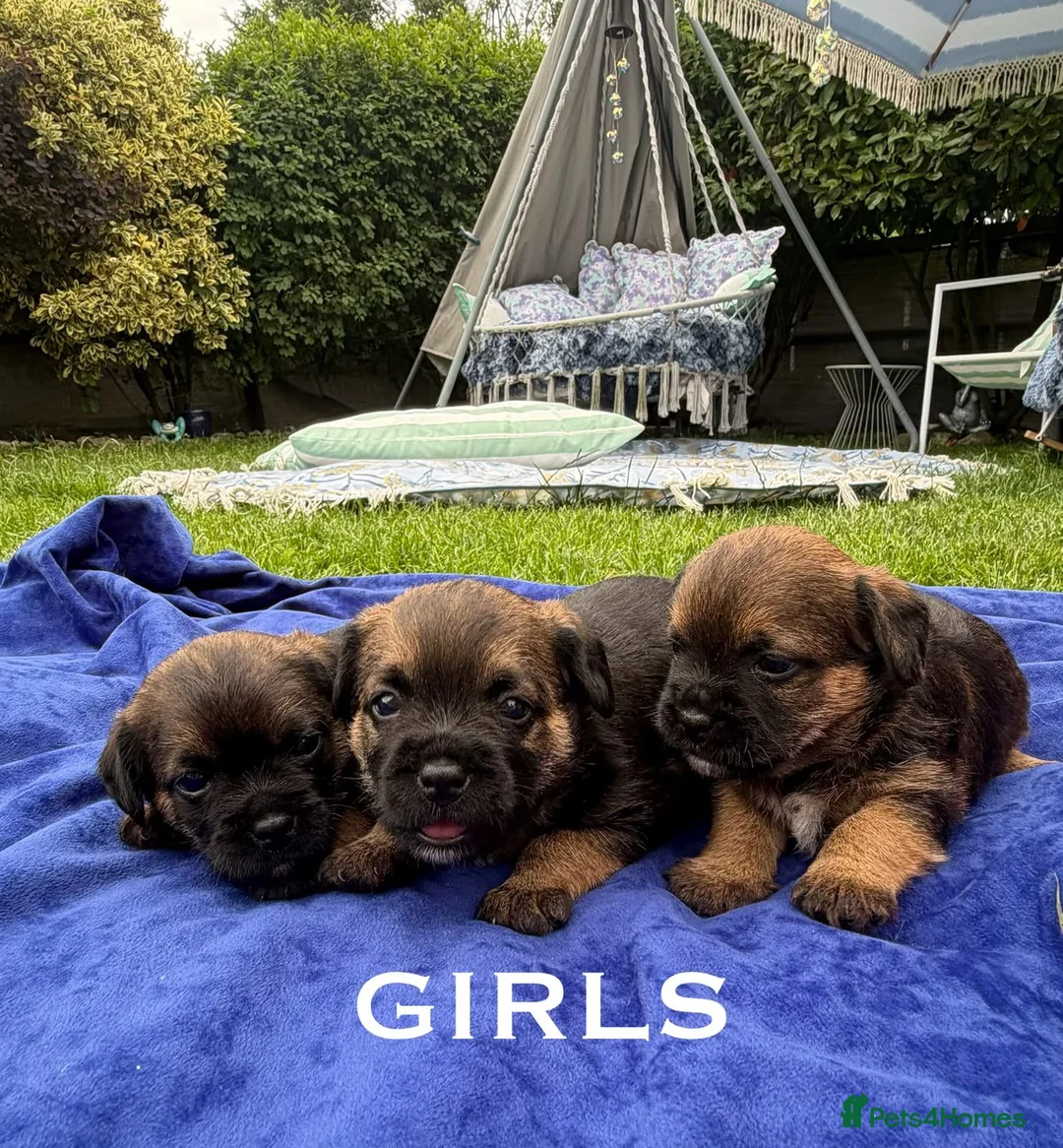 Border Terrier dogs for sale: Kc registered border terriers  in Maidstone - Advert 2