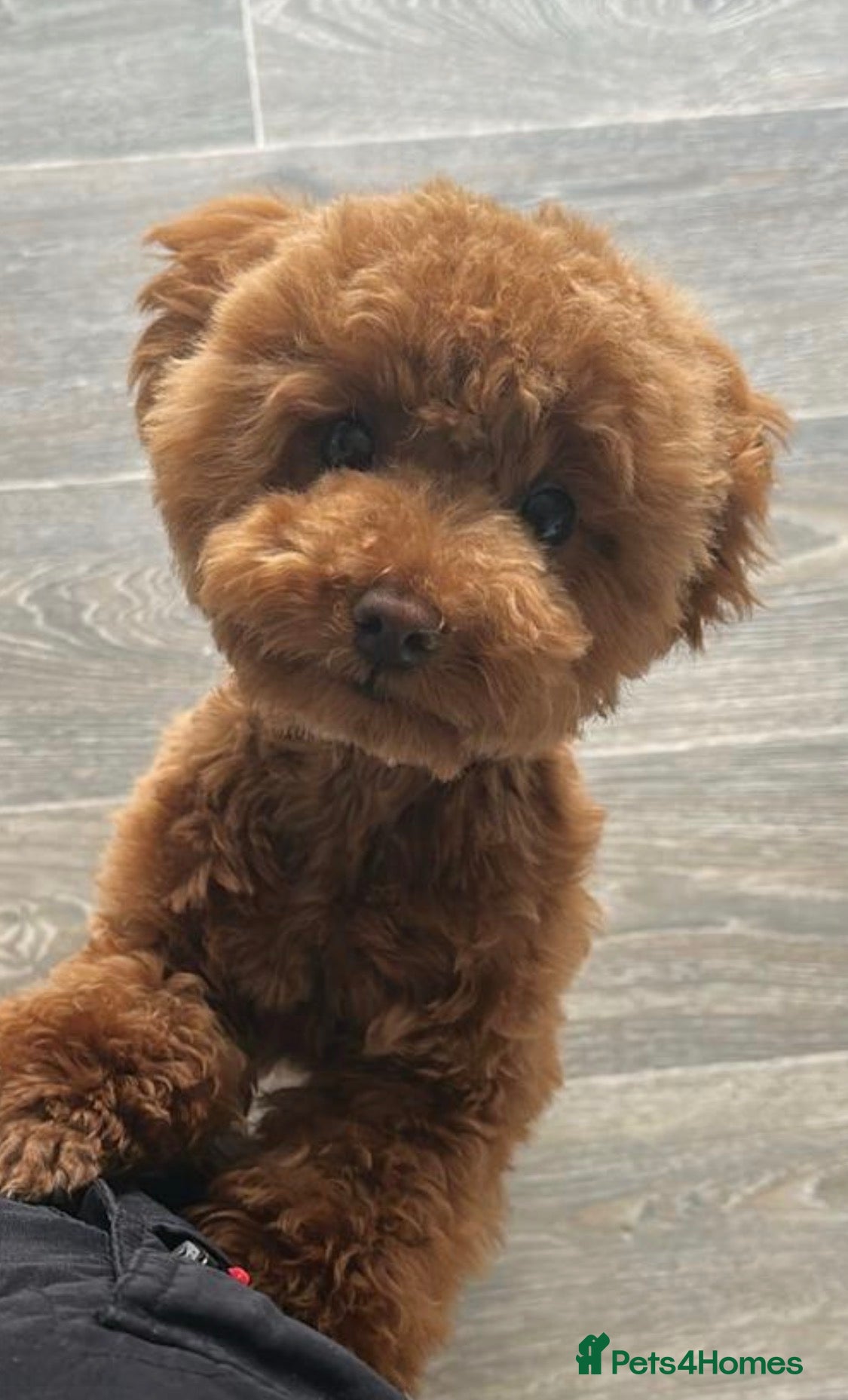 Toy Poodle dogs Beautiful toy/asian poodle puppies available - Advert 1