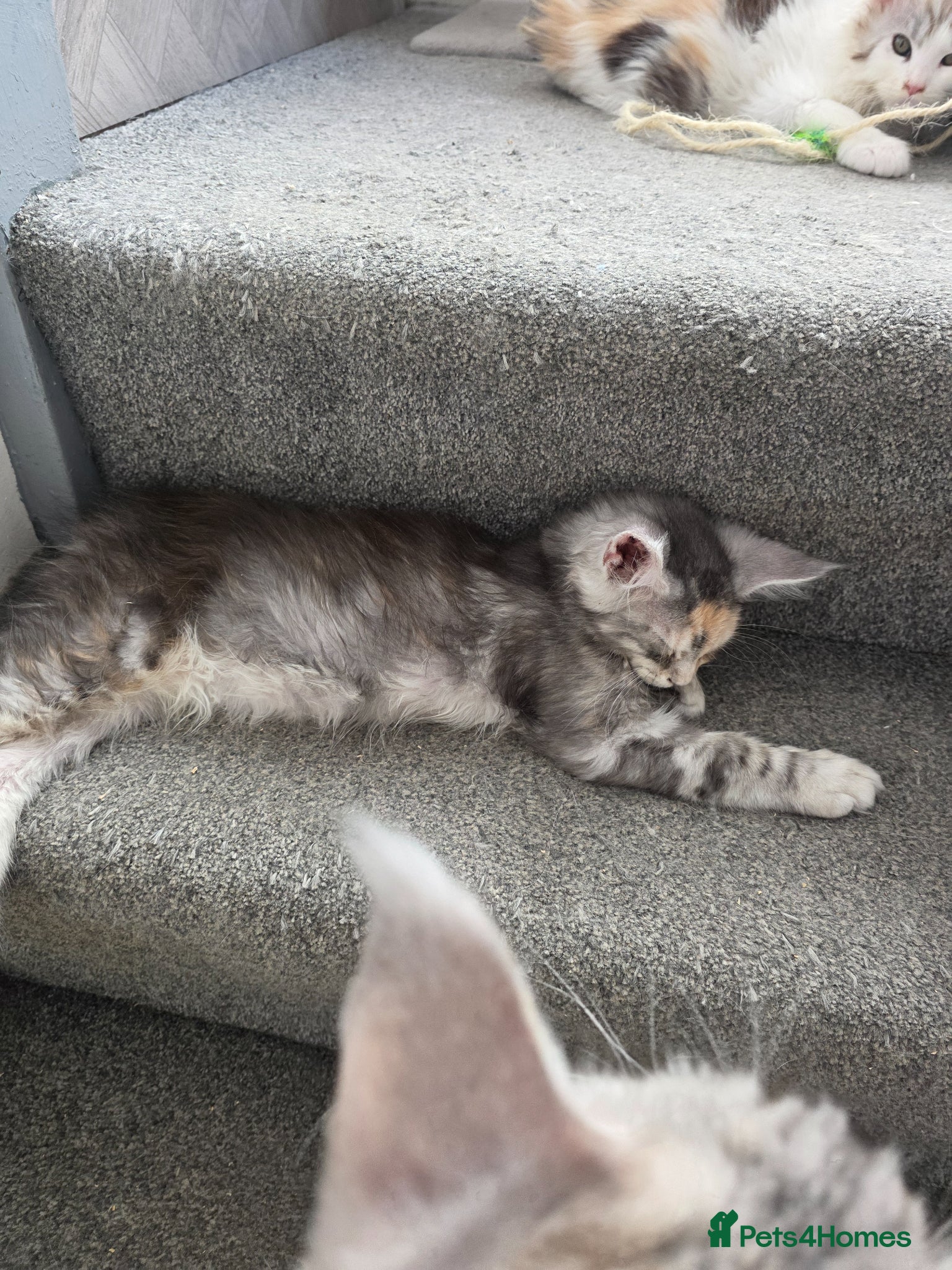 Maine Coon cats STUNNING MAINE COON KITTENS  - Advert 18