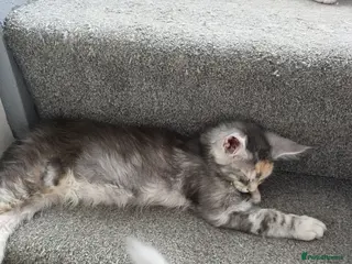 Maine Coon cats STUNNING MAINE COON KITTENS - Advert 18