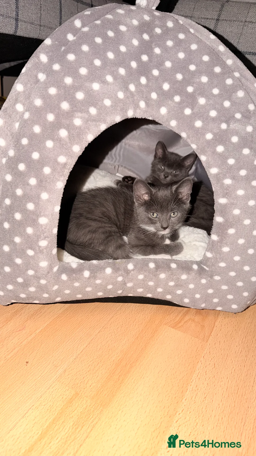 British Shorthair cats for sale: British shorthair cross - Advert 5