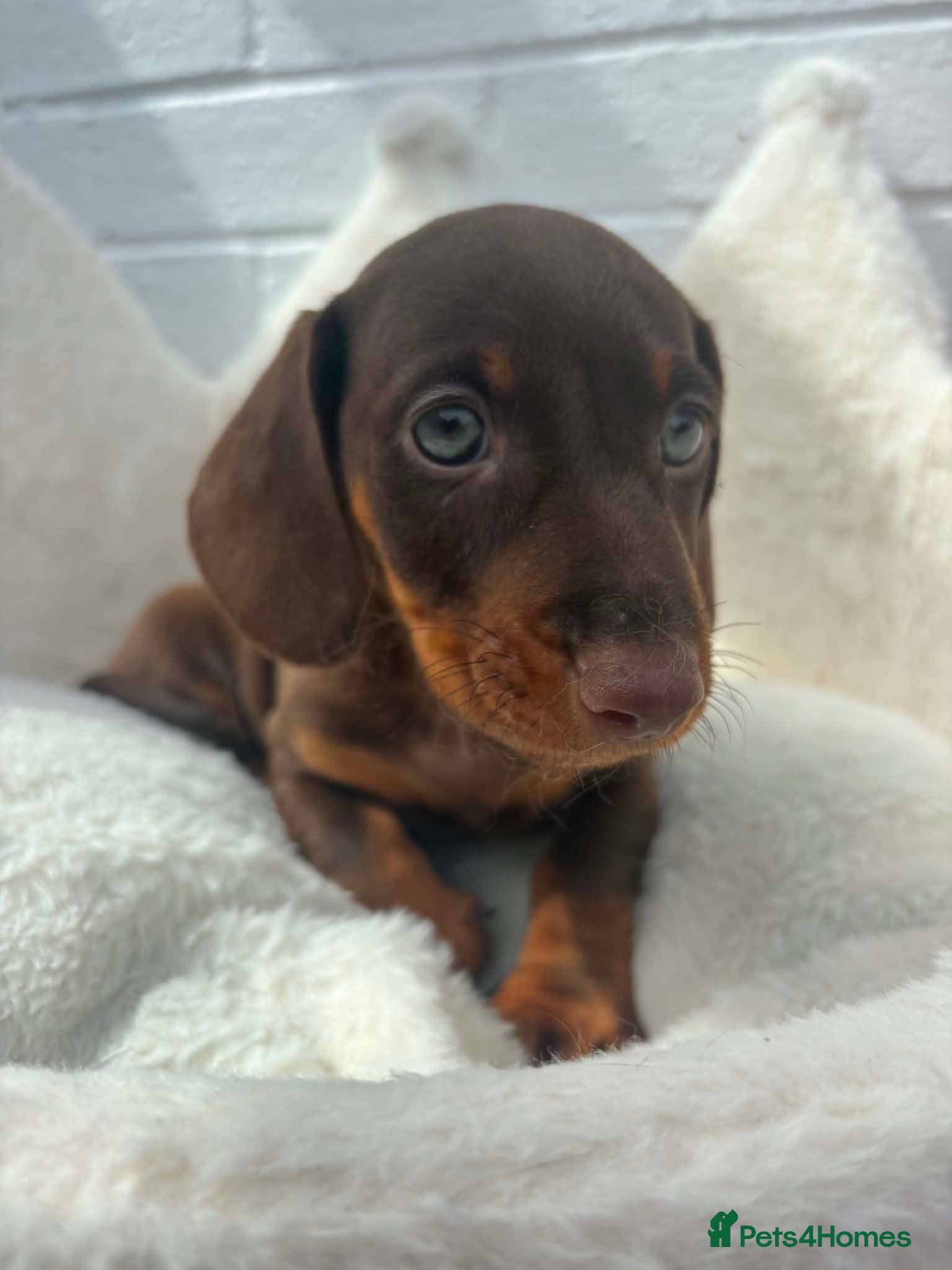 Dachshund dogs Minature Dachshund pups - Advert 1