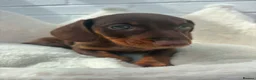 Dachshund dogs for sale: Minature Dachshund pups - Advert 10