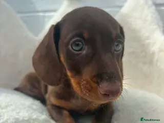 Dachshund dogs for sale: Minature Dachshund pups - Advert 1