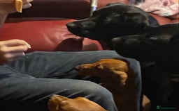 Miniature Dachshund dogs for sale: Beautiful little dachshund girl - Image 8