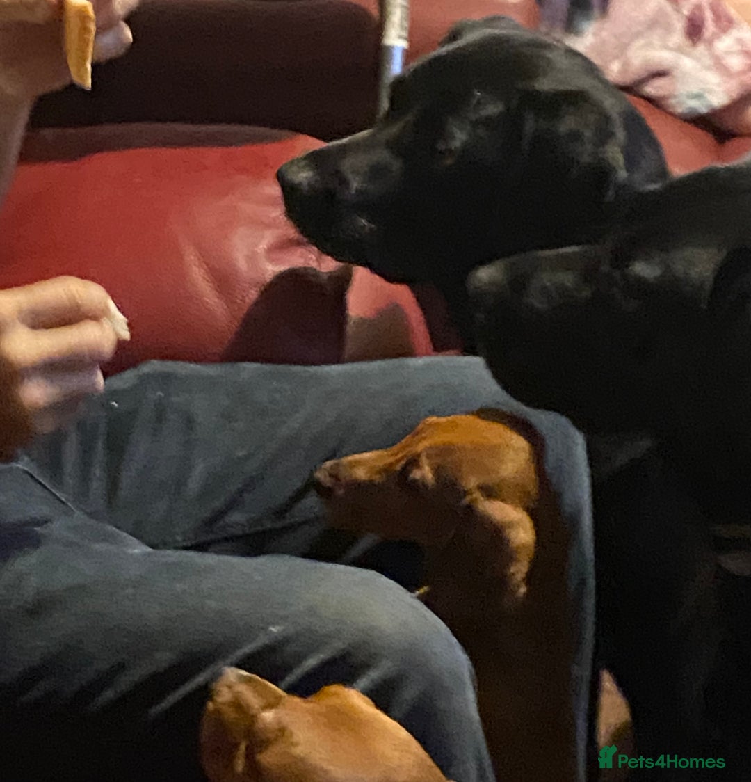 Miniature Dachshund dogs for sale: Beautiful little dachshund girl - Image 8