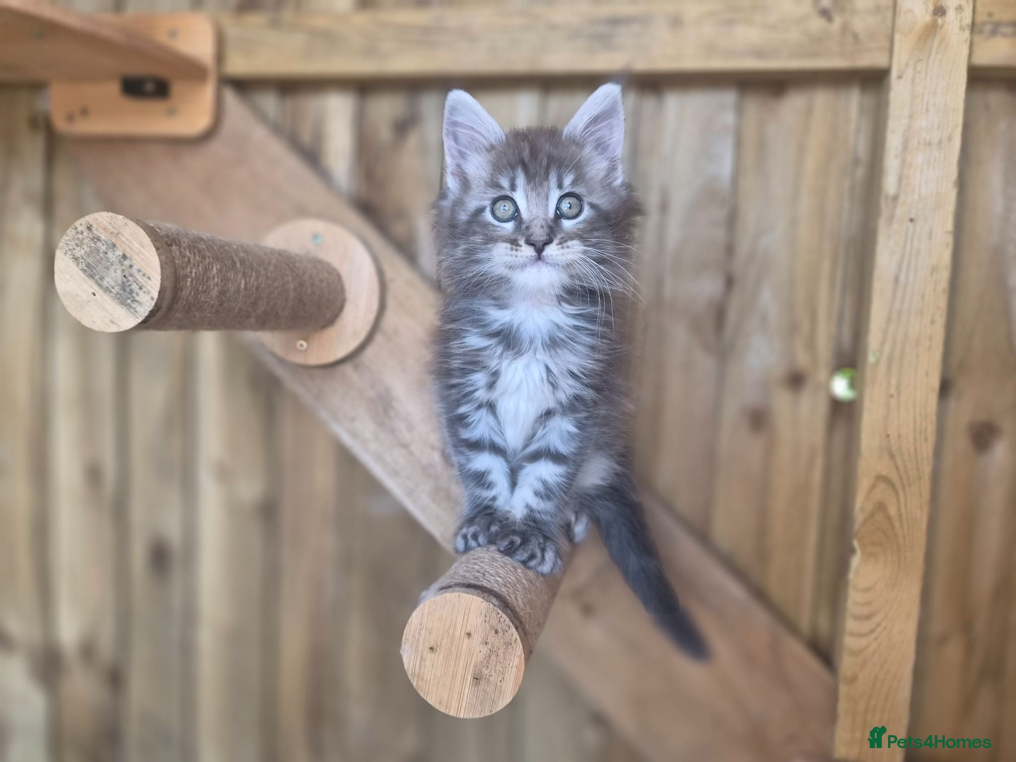 Maine Coon cats Beautiful Maine Coon Kittens - Advert 4