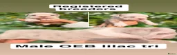 Olde English Bulldogge dogs for sale: Olde English bulldogs litter EXCEPTIONAL - Advert 21