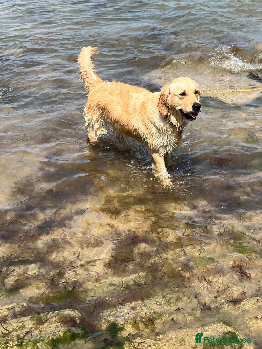 Golden Retriever dogs for sale: Golden Retriever puppies  - Advert 10