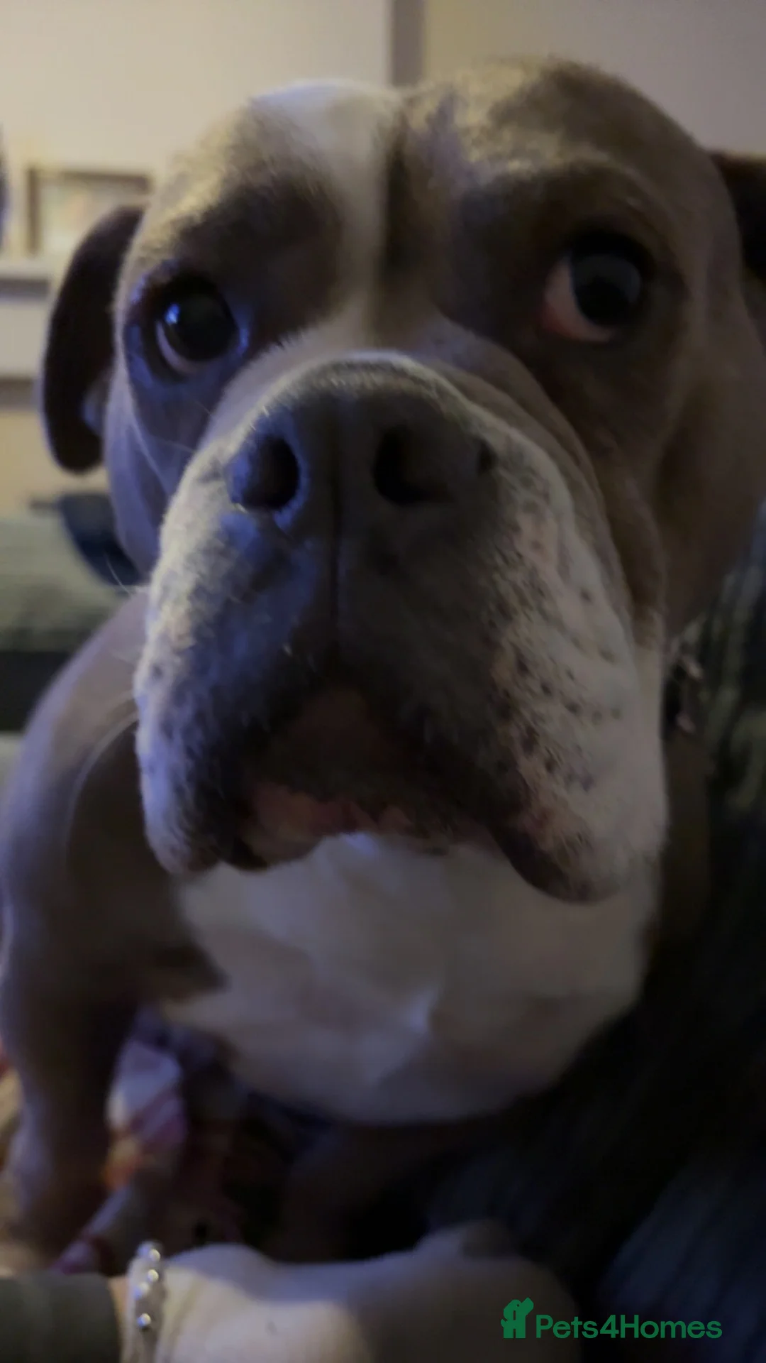 Old Tyme Bulldog dogs for sale: Female olde tyme bulldog in Boston - Advert 6