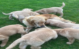 Golden Retriever dogs for sale: Beautiful Red KC Golden Retriver Puppies  - Image 9