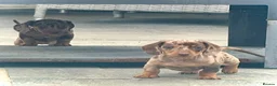 Miniature Dachshund dogs for sale: Outstanding Litter of Miniature dachshund puppies  - Advert 33