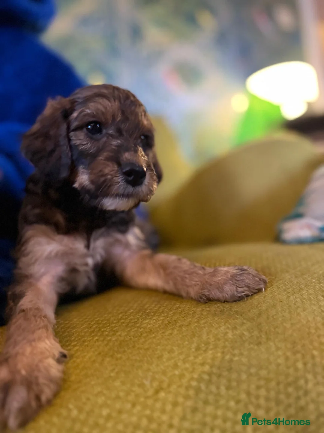 Irish Doodle dogs for sale: Irish Doodles (Mini)  - Advert 17